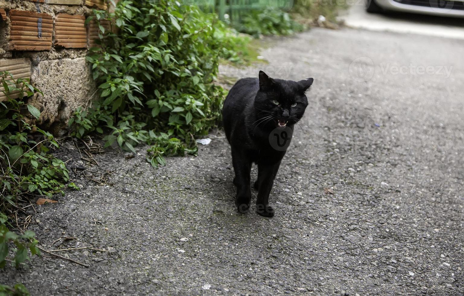 gato negro en la calle foto