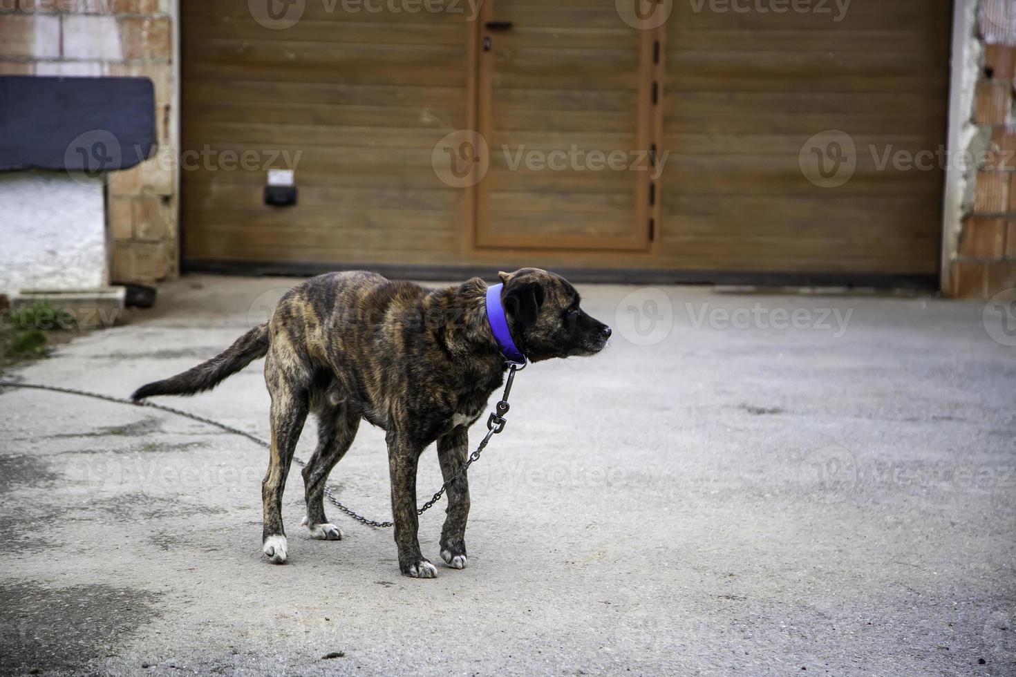 Dog in kennel photo