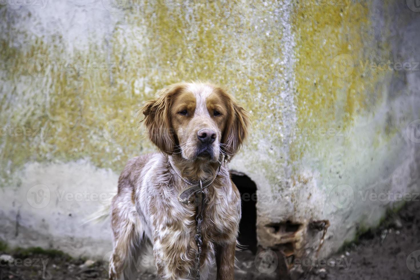 perro en la perrera foto