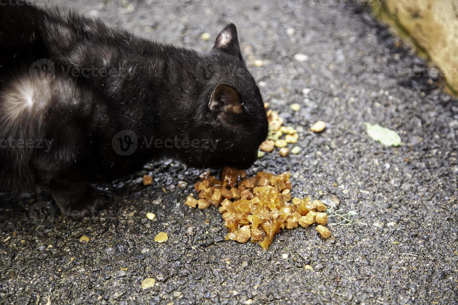 Homeless black cat eating on the street photo