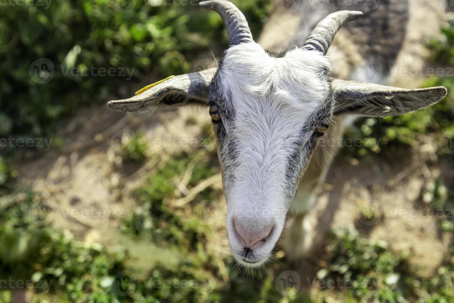 Horned goat on a farm photo