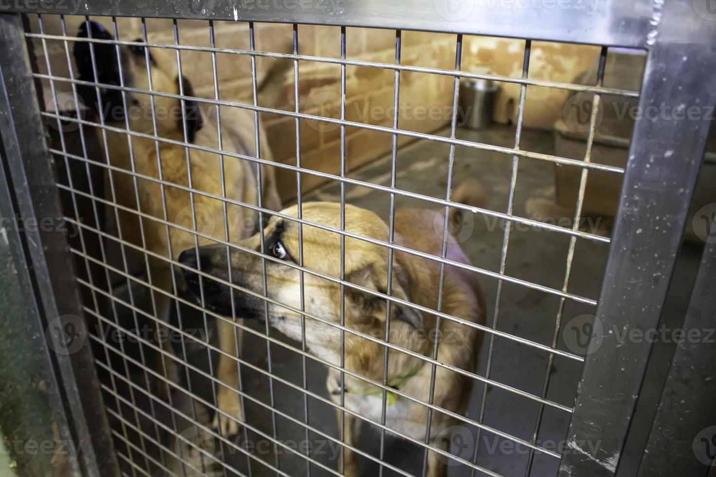 Dog in kennel photo