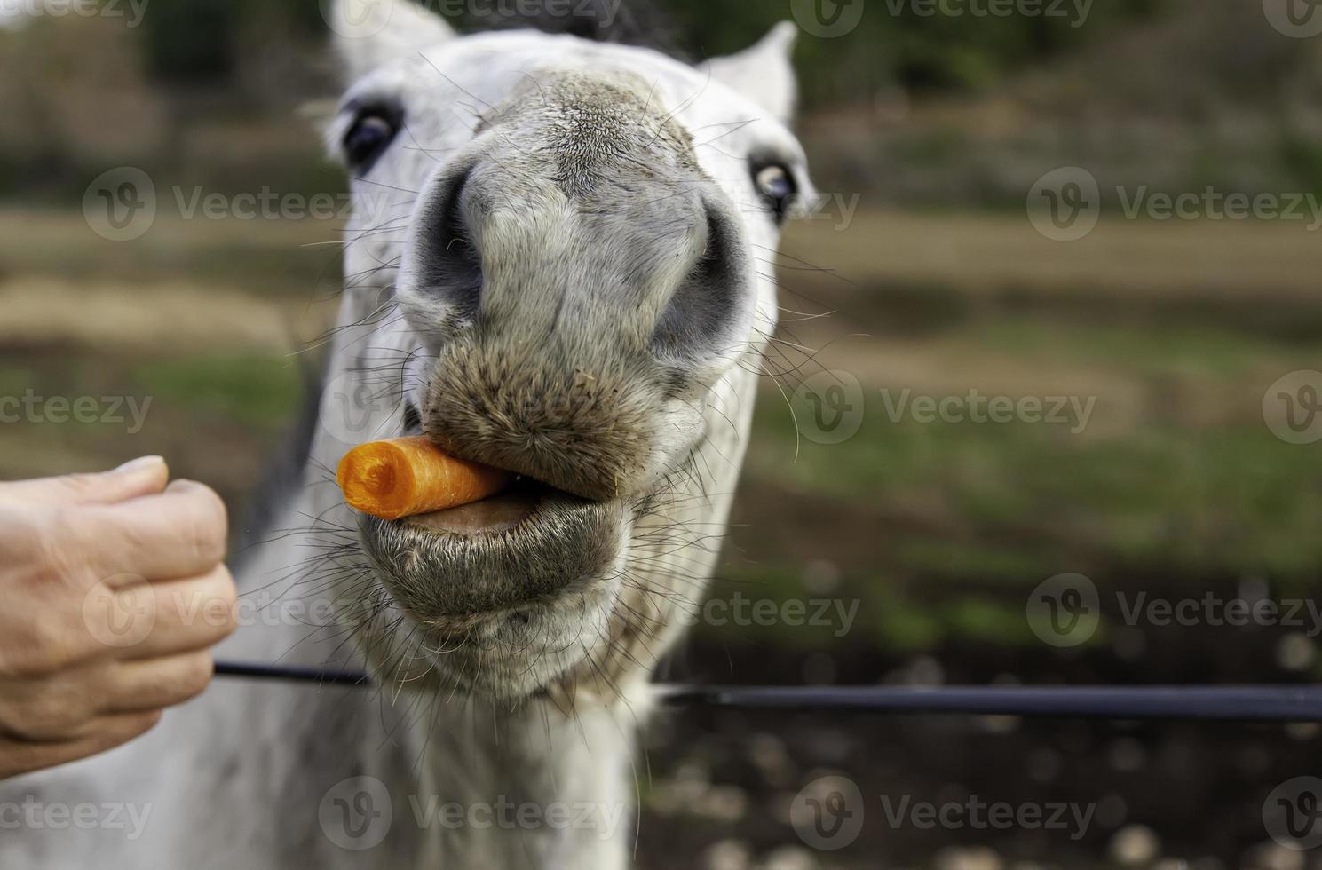 Horse eating carrots photo