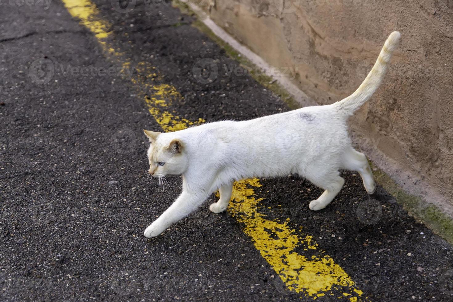 gato callejero abandonado foto