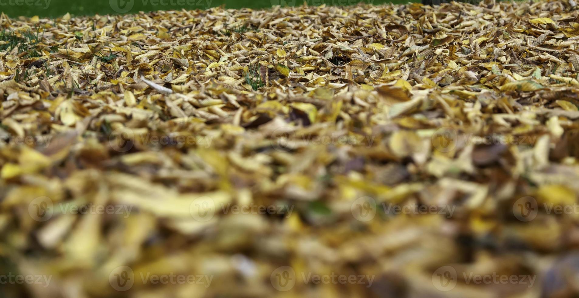 Wet autumn leaves photo