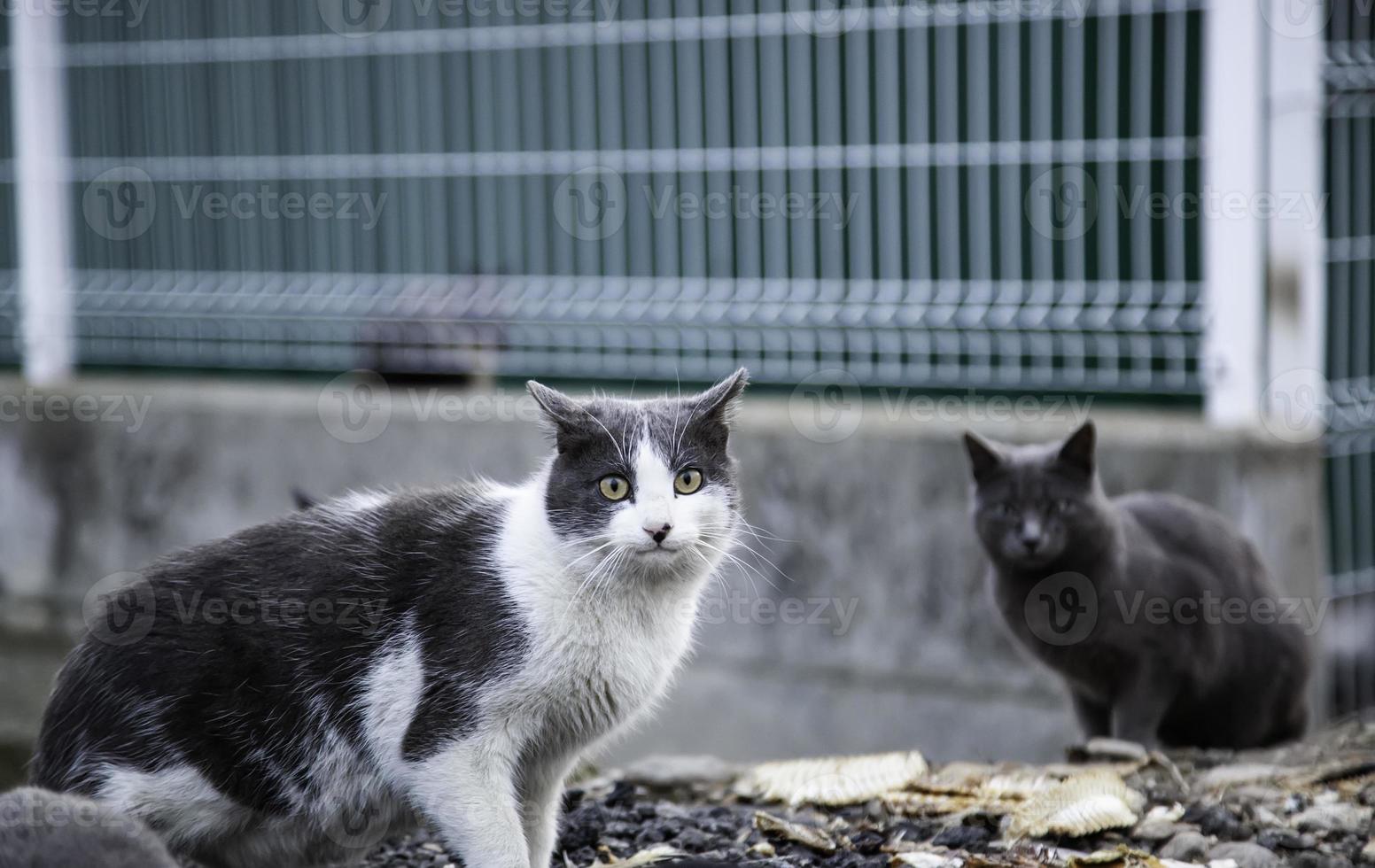 Abandoned stray cat photo