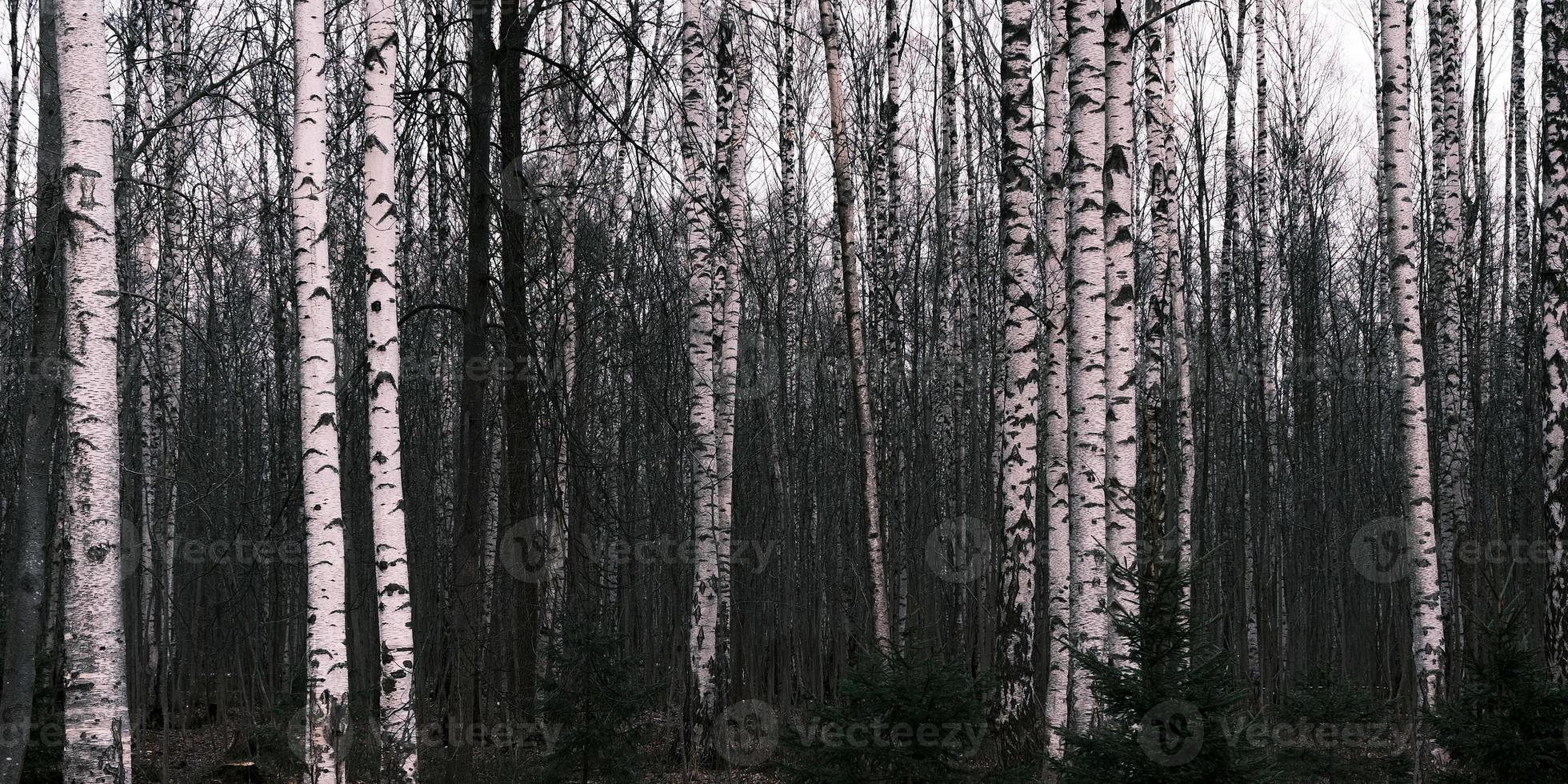 Mystery autumn forest panorama in the morning fog photo