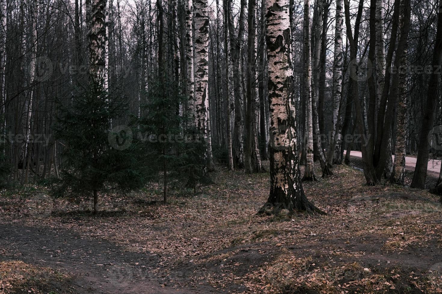 Mystery autumn forest panorama in the morning fog photo