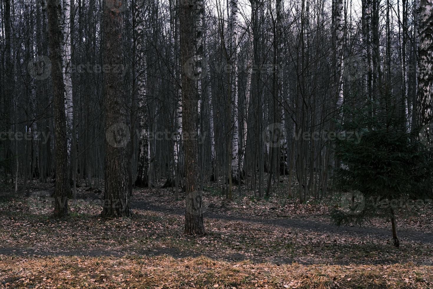 Mystery autumn forest panorama in the morning fog photo