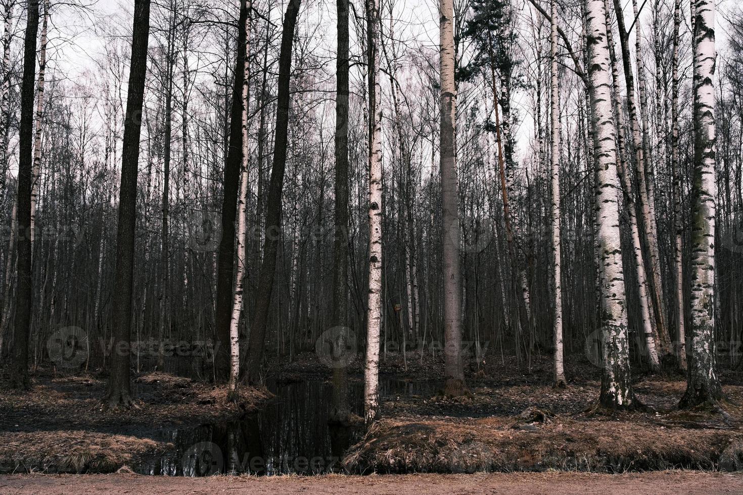 misterio bosque otoñal panorama en la niebla de la mañana foto