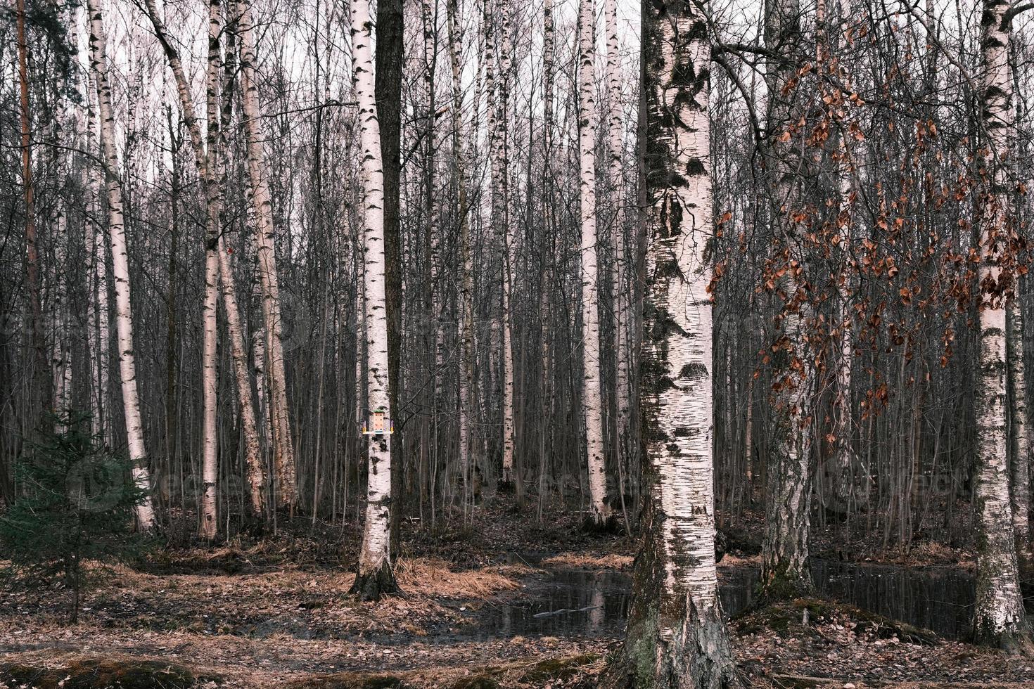 misterio bosque otoñal panorama en la niebla de la mañana foto