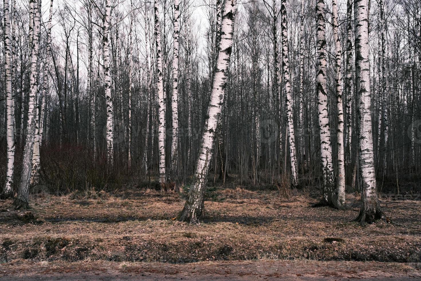 misterio bosque otoñal panorama en la niebla de la mañana foto