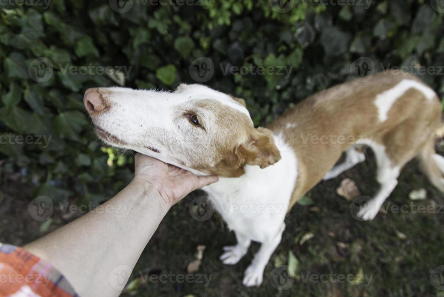 Sick dog maltreated photo