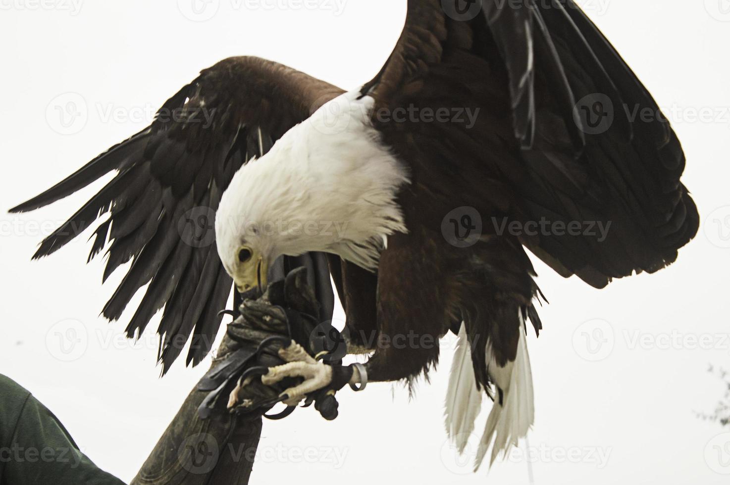 Eagle falconry exhibition photo