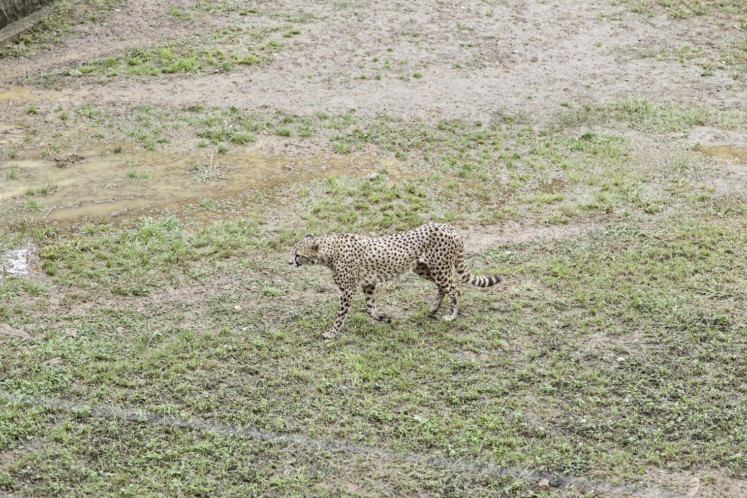 Leopard in zoo photo