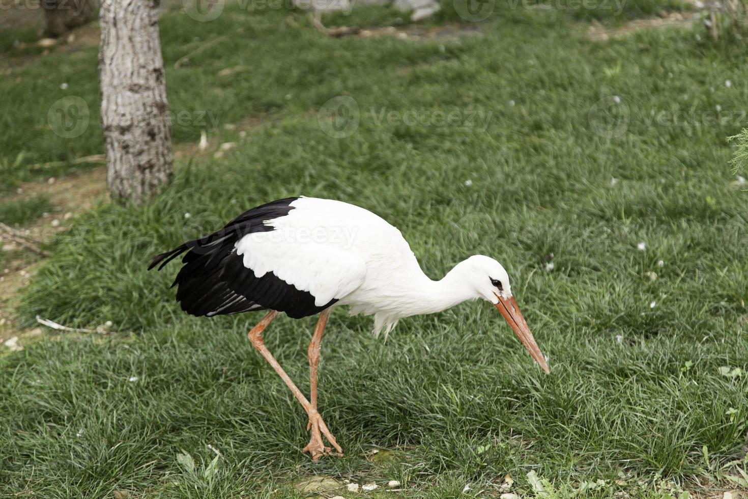 zoológico de aves grandes foto