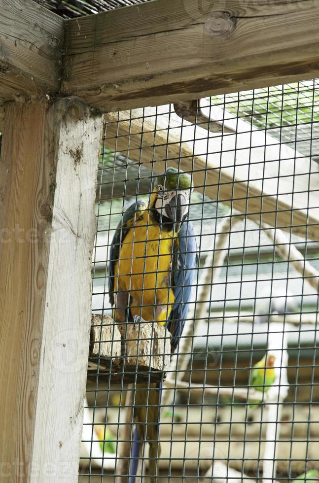 Exotic parrot colors photo