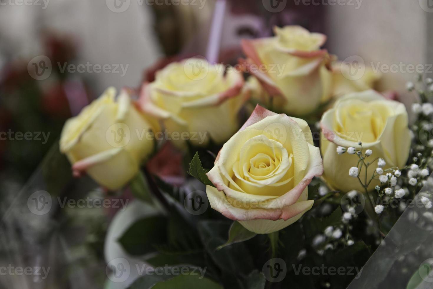 Rose yellow planted photo