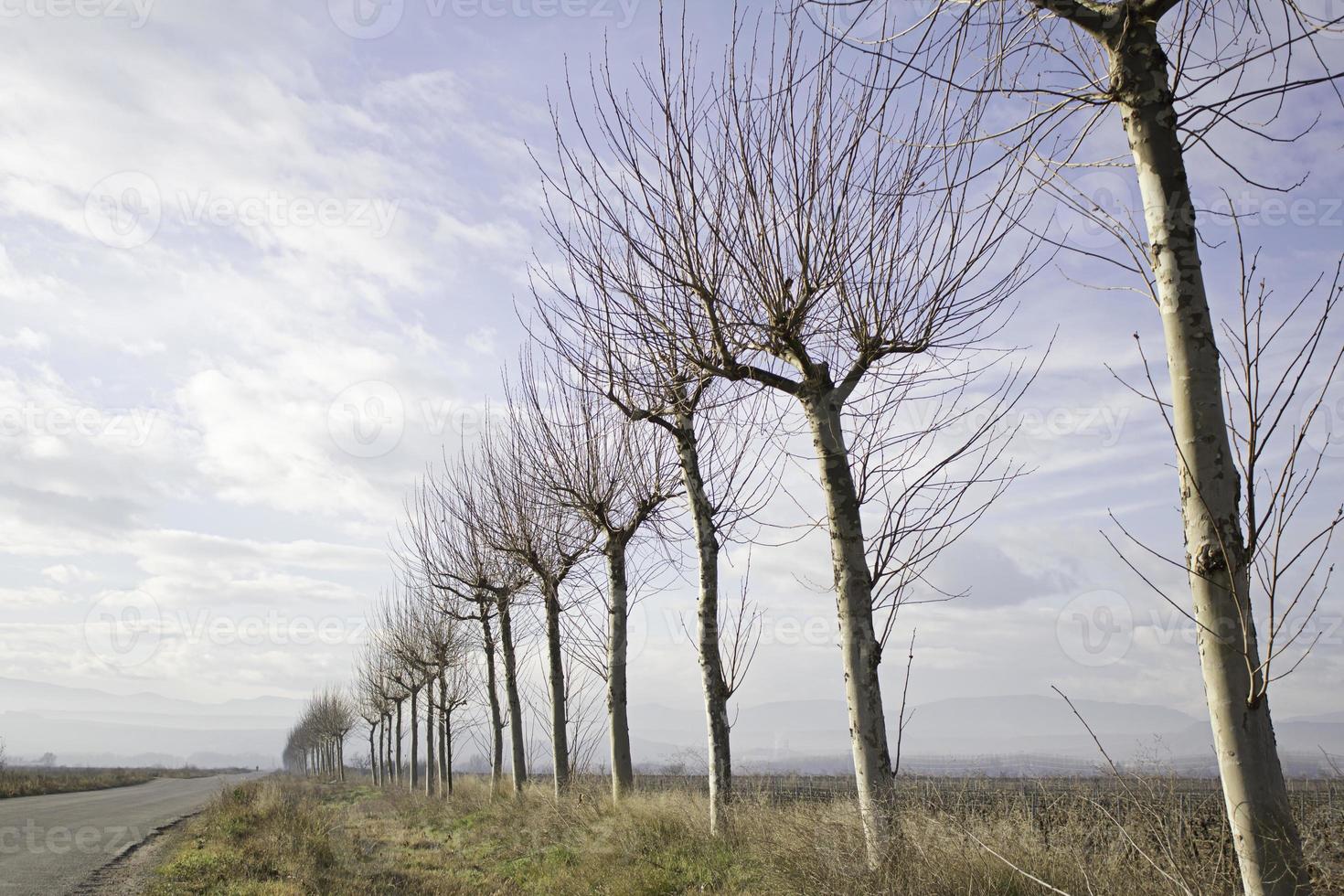 arboles y naturaleza foto