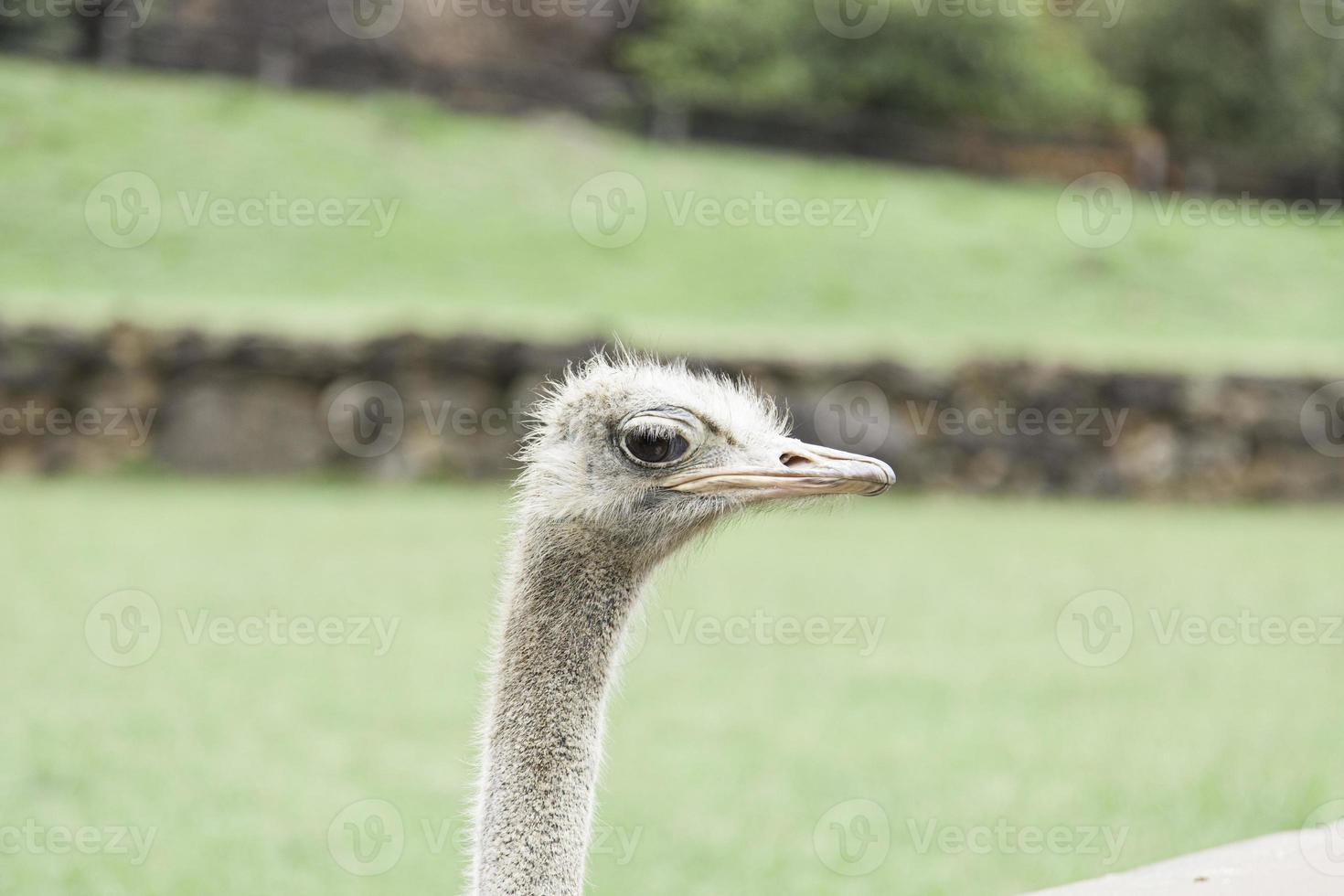 Ostrich in zoo photo