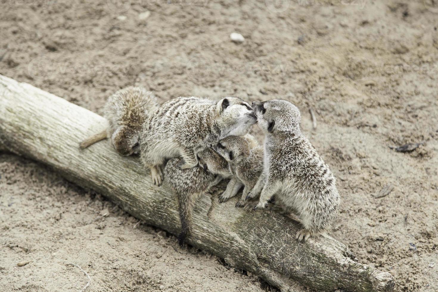 familia de suricatas foto