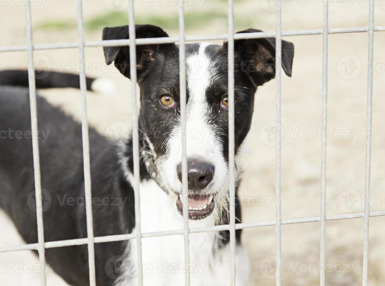 Abandoned hunting dog photo