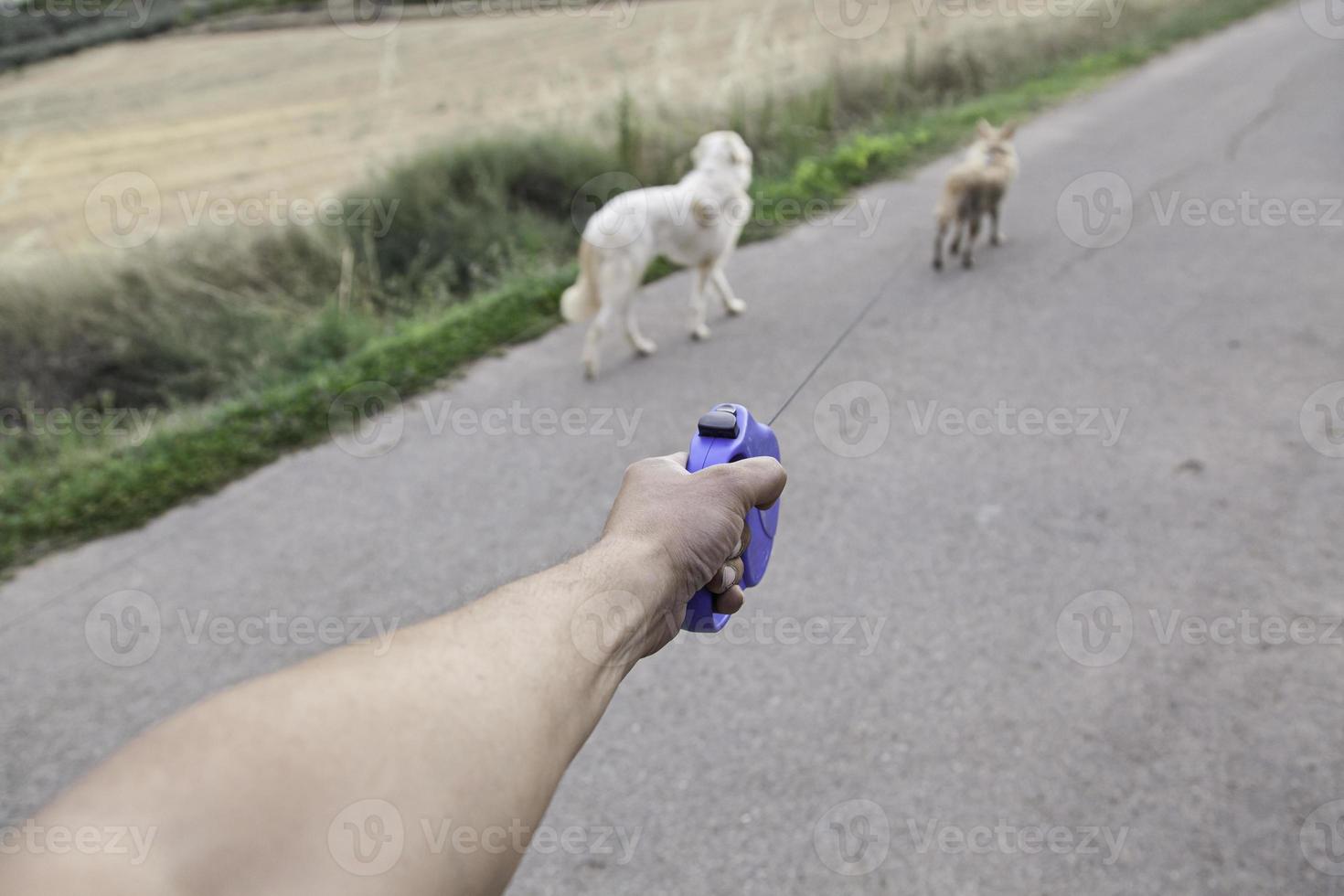 perros juntos amigos foto