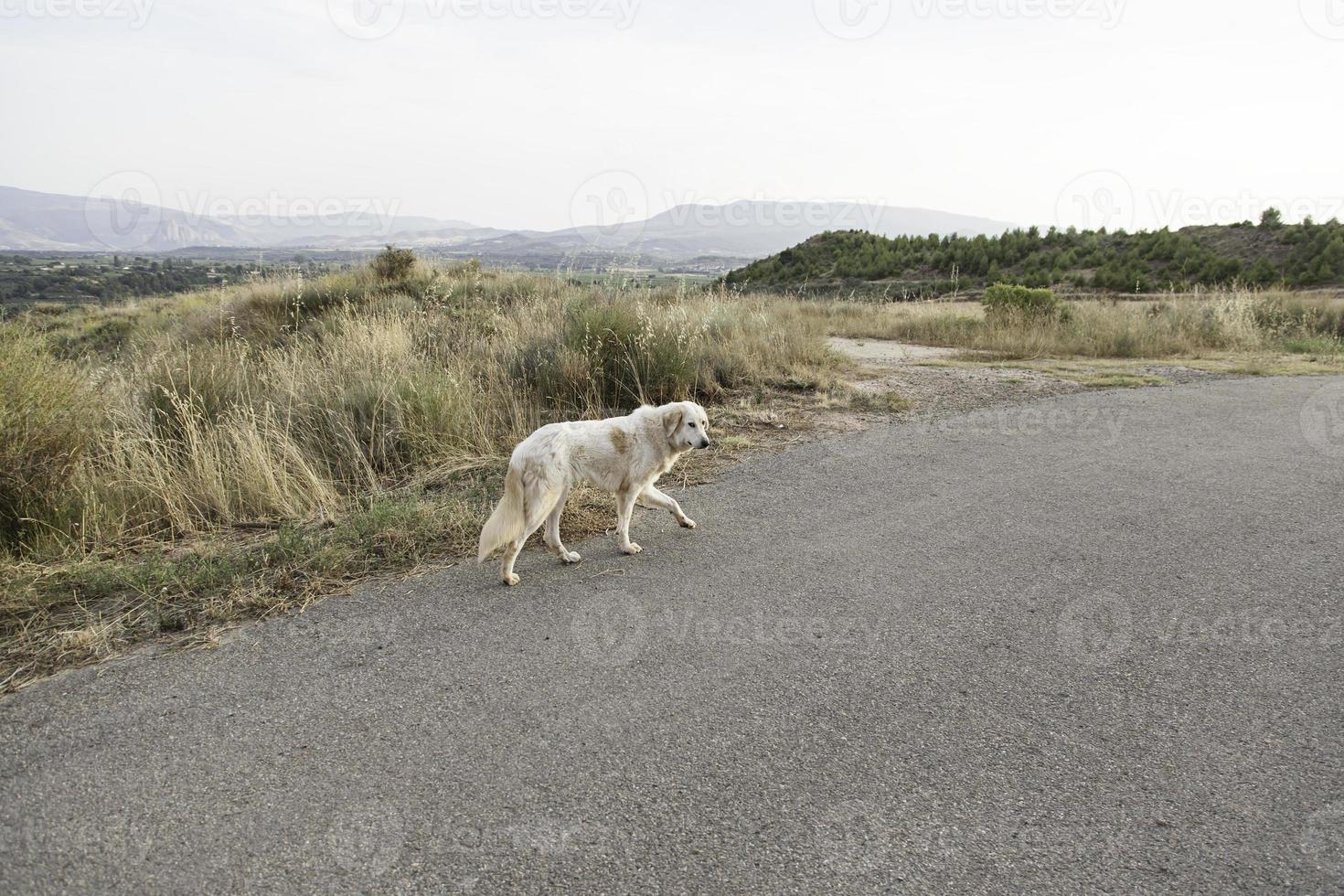 Mastiff dog field photo