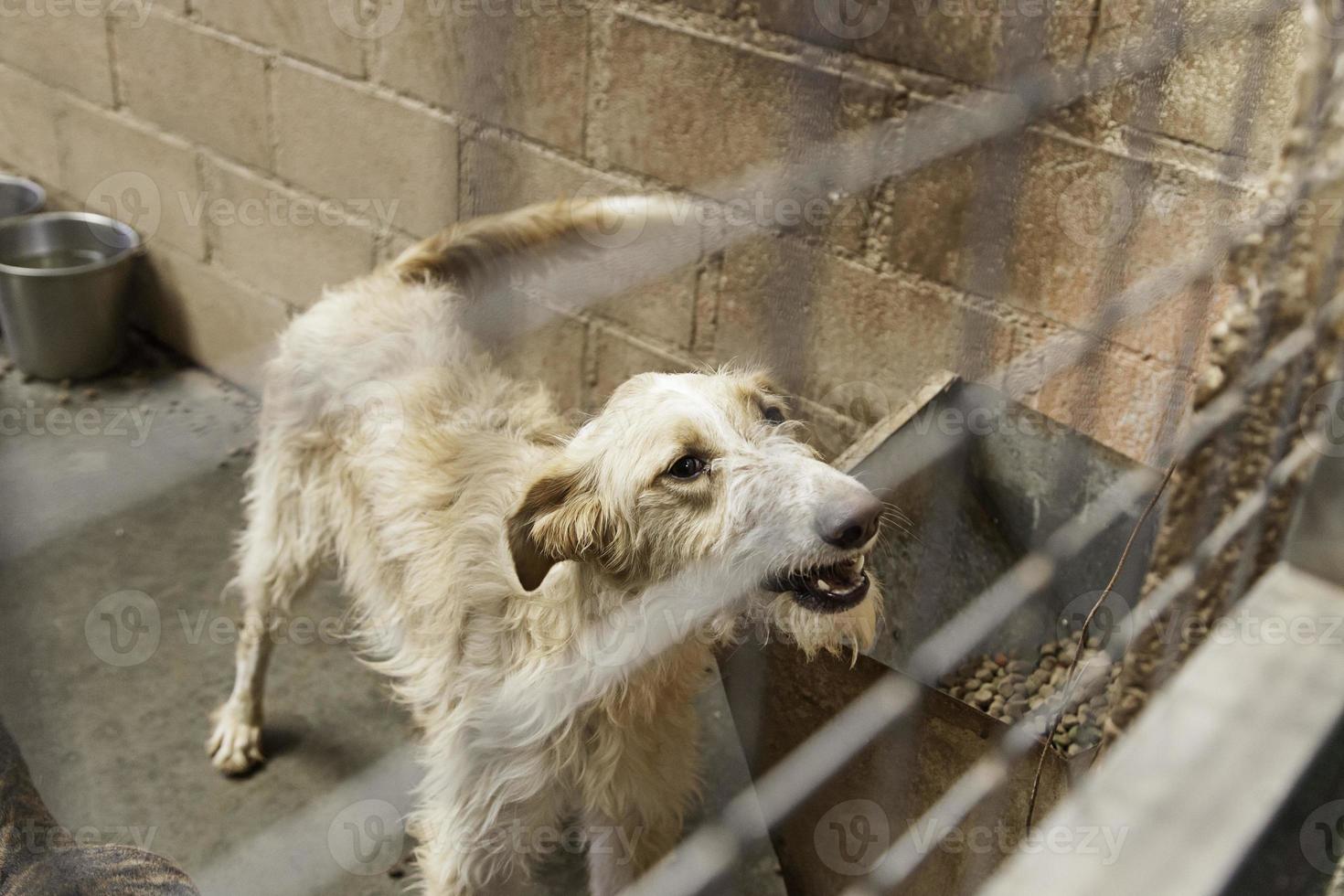 Abandoned hunting dog photo