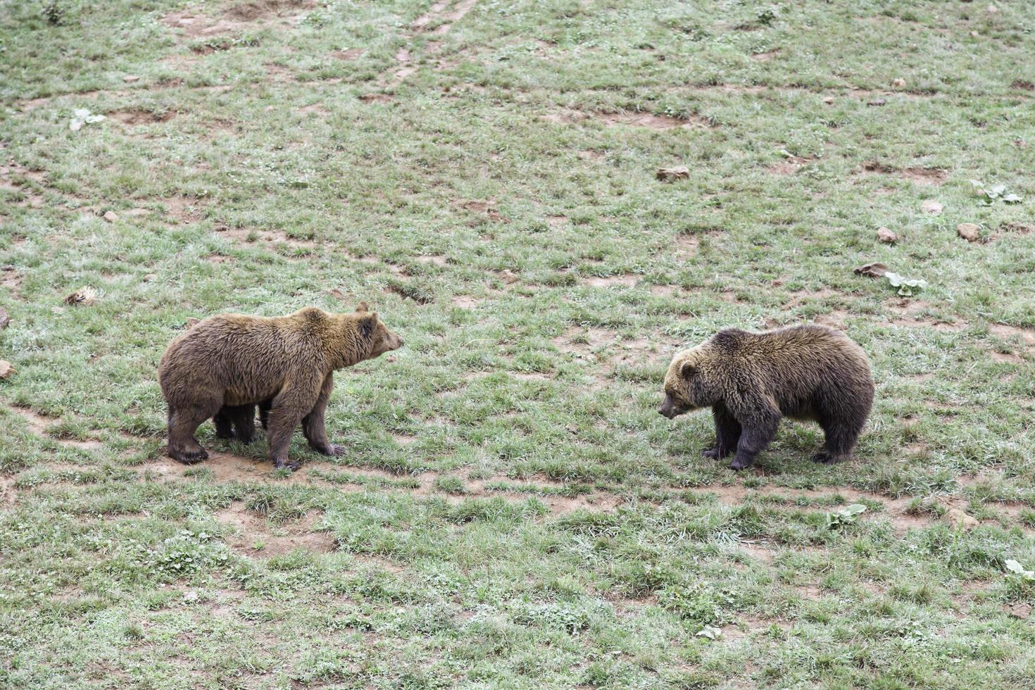 Bears in Zoo photo