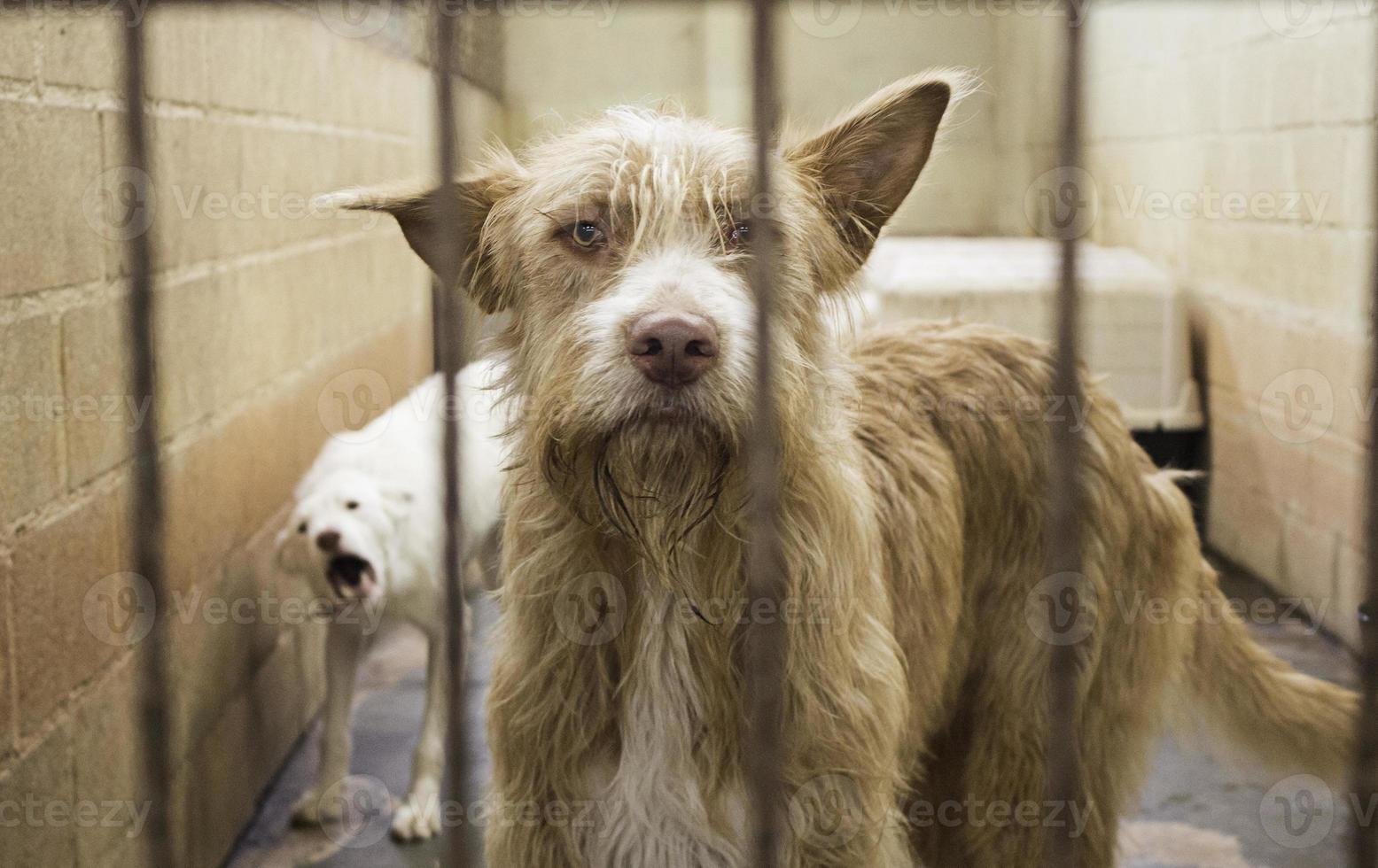 perros de la perrera encerrados foto