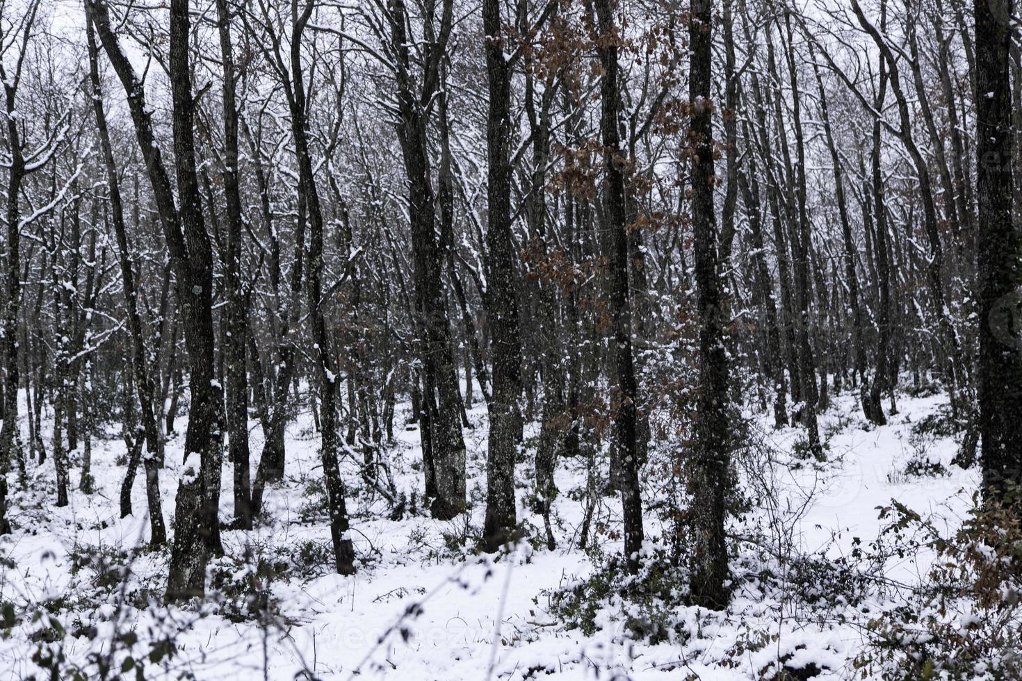 bosque nevado natural foto