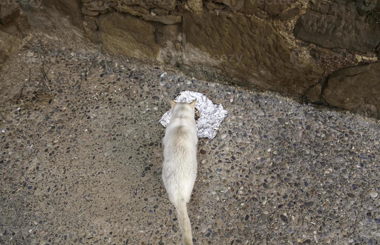 gatos callejeros comiendo en la calle foto