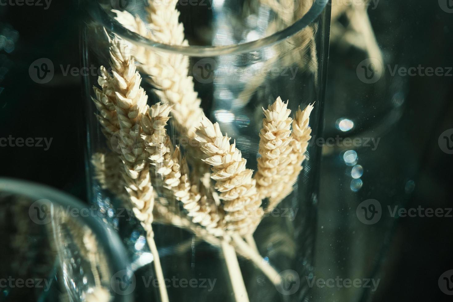 Close-up of brown and golden dry ears of wheat photo