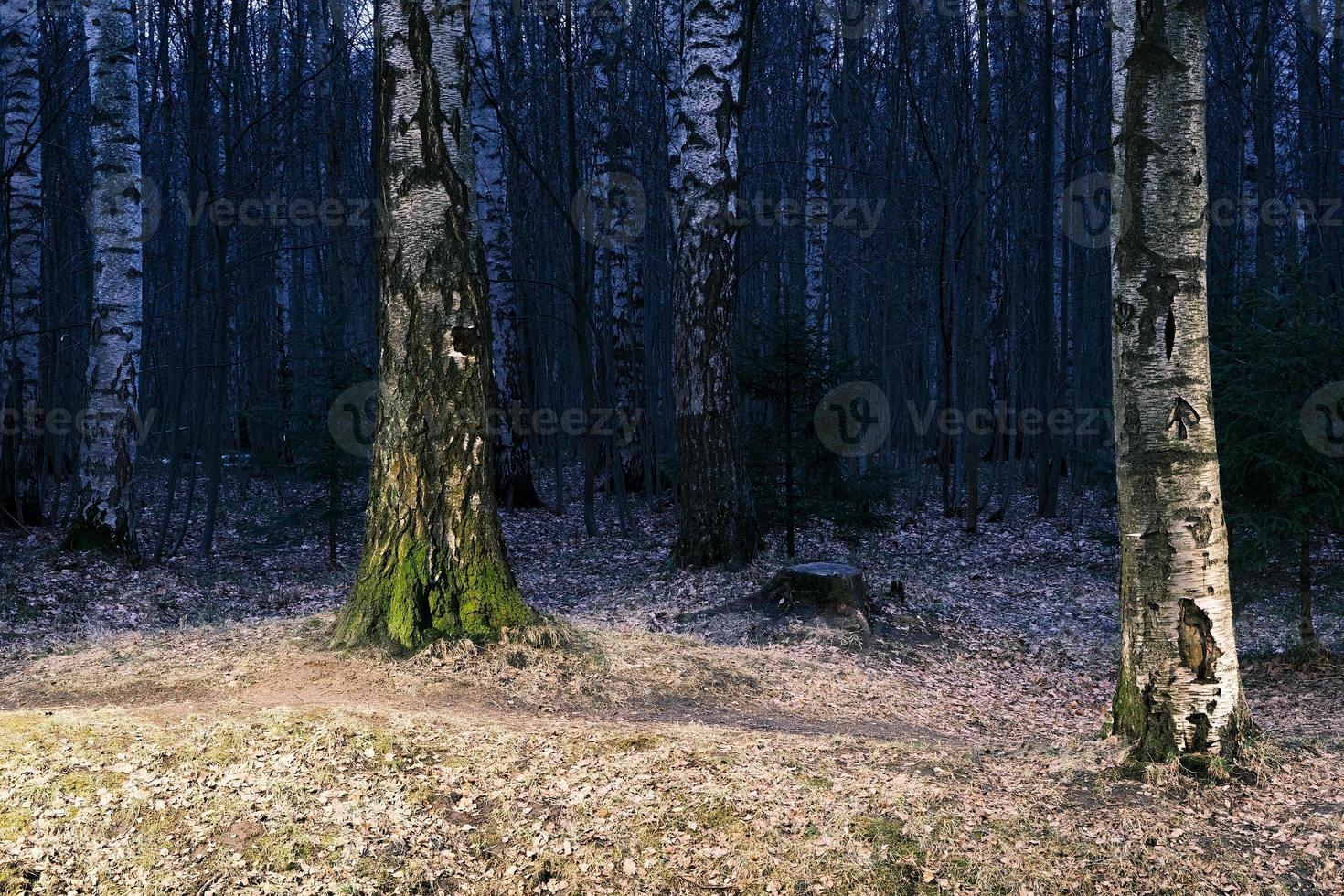 misterio bosque otoñal panorama en la niebla de la mañana foto