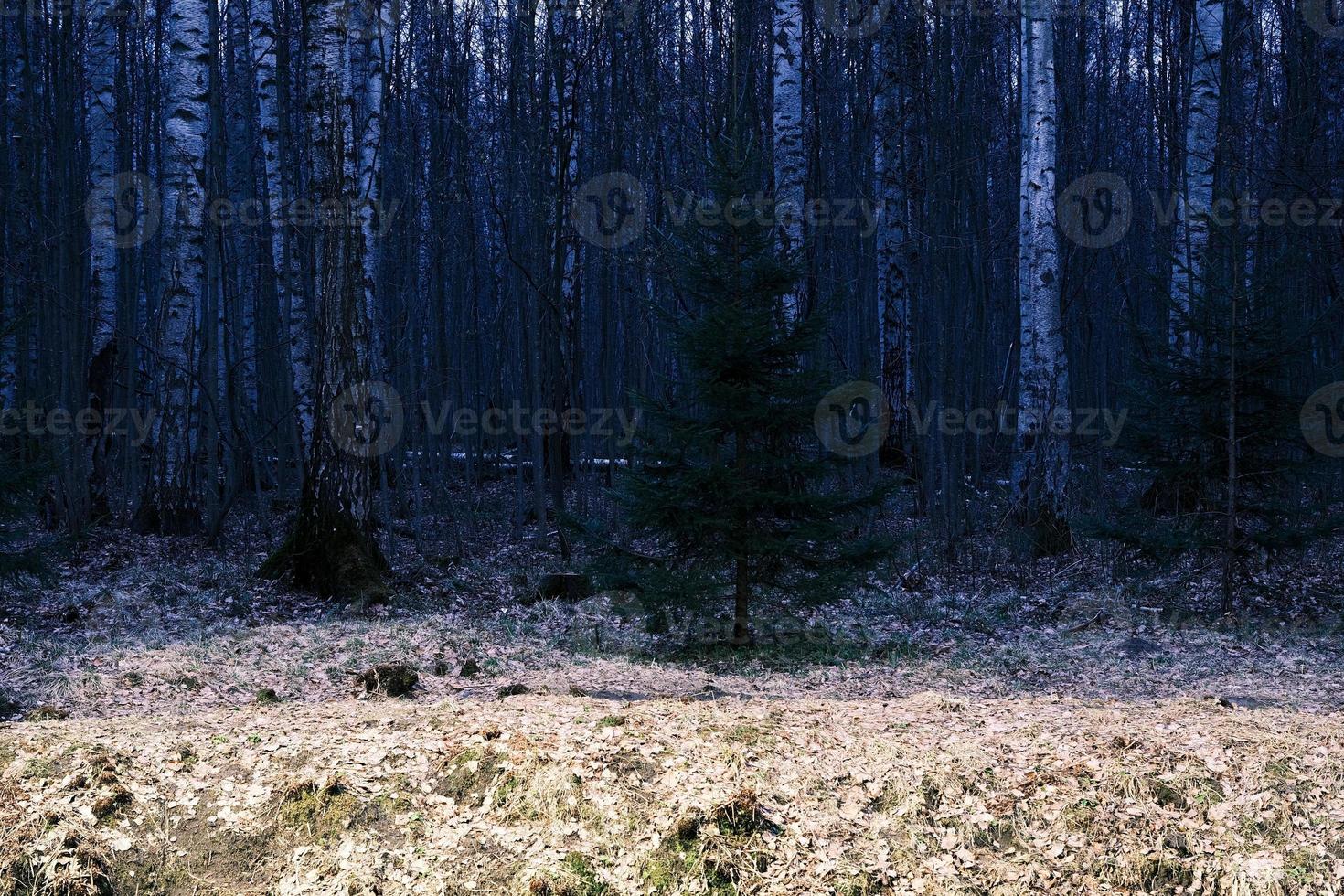 misterio bosque otoñal panorama en la niebla de la mañana foto