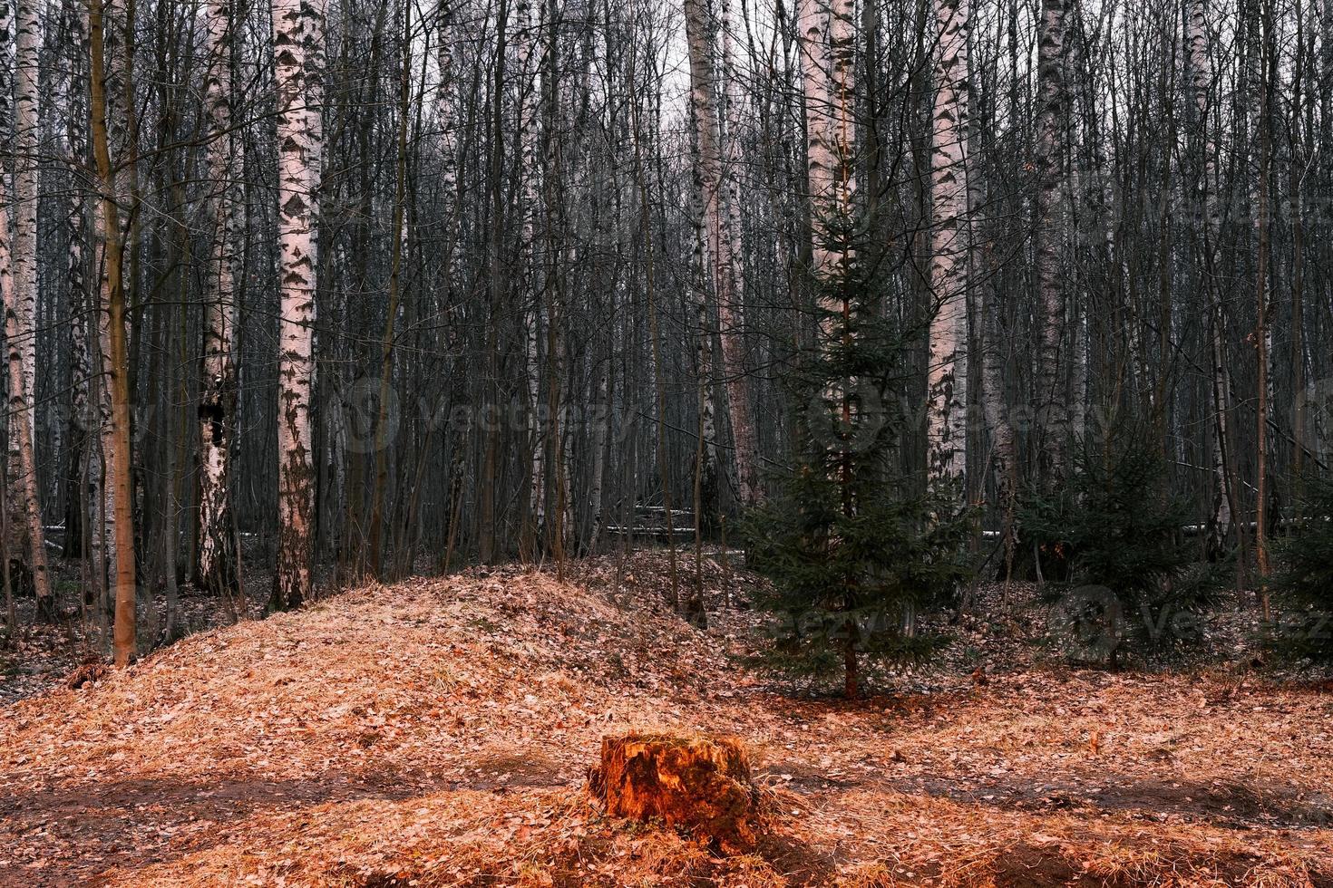 Mystery autumn forest panorama in the morning fog photo