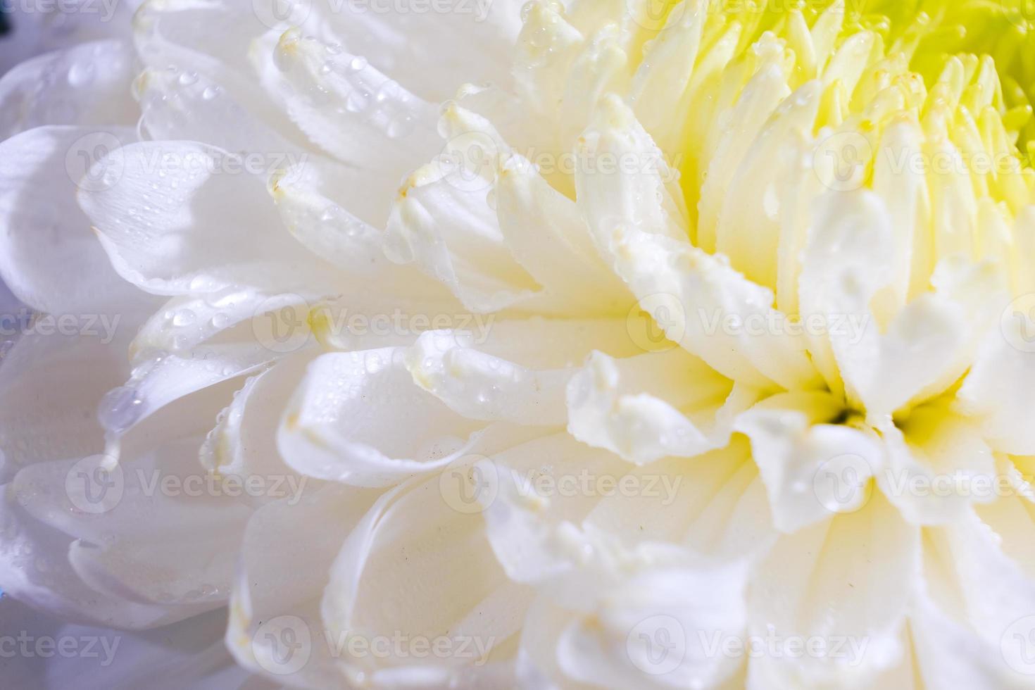 hermoso patrón de pétalos de la cabeza de una flor de crisantemo foto