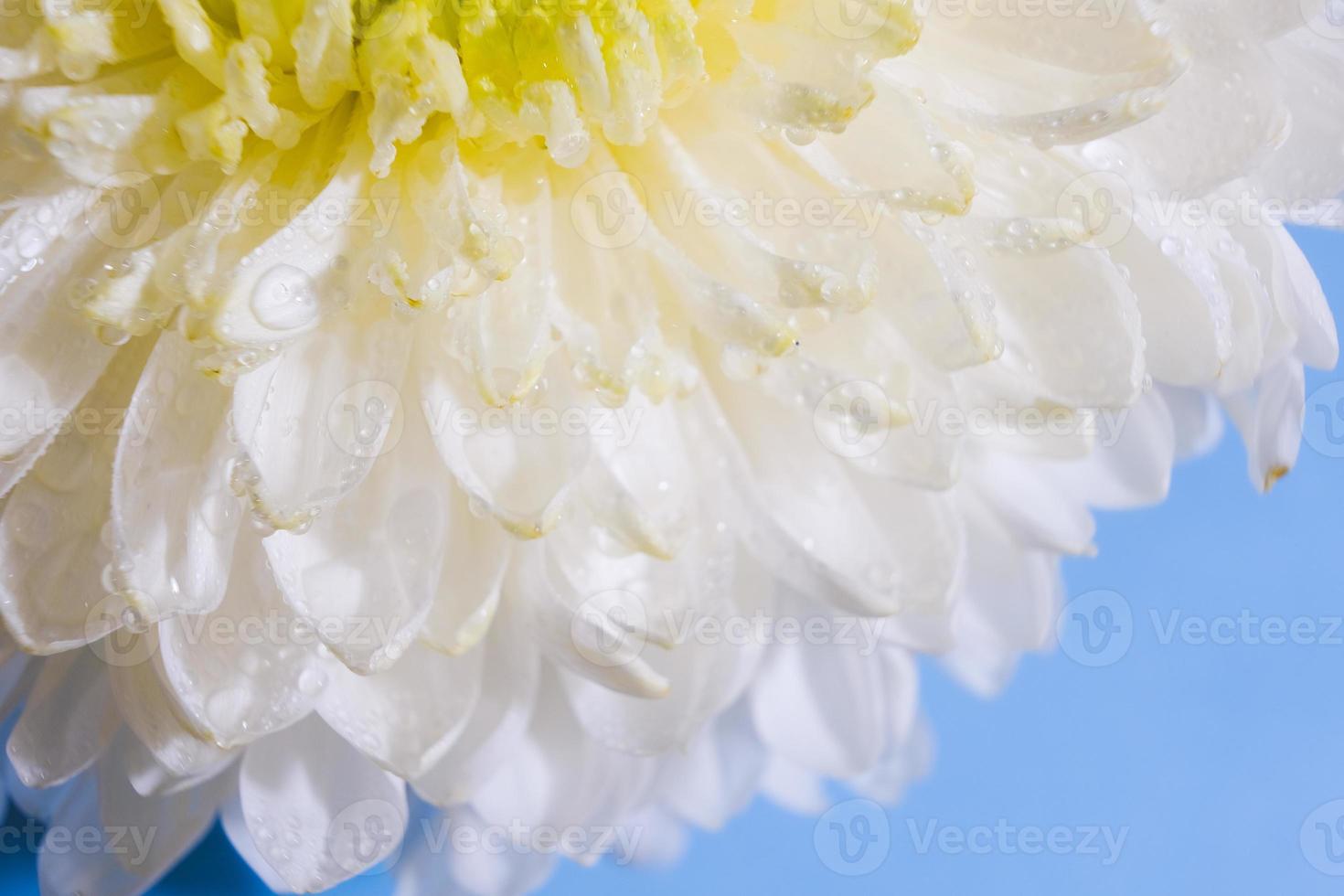 hermoso patrón de pétalos de la cabeza de una flor de crisantemo foto