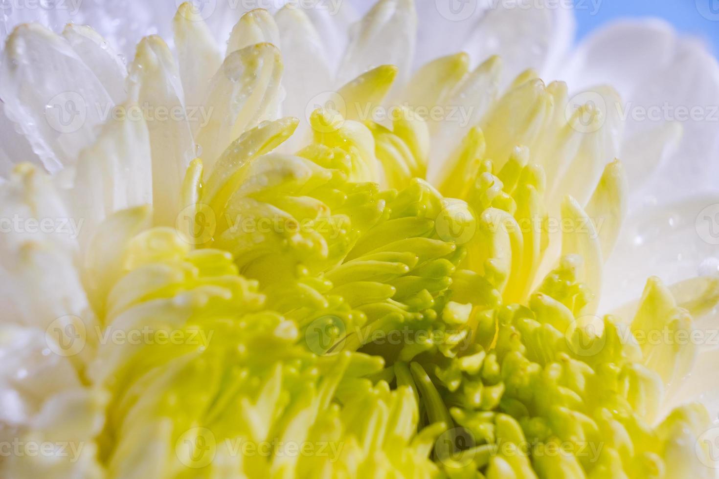 hermoso patrón de pétalos de la cabeza de una flor de crisantemo foto