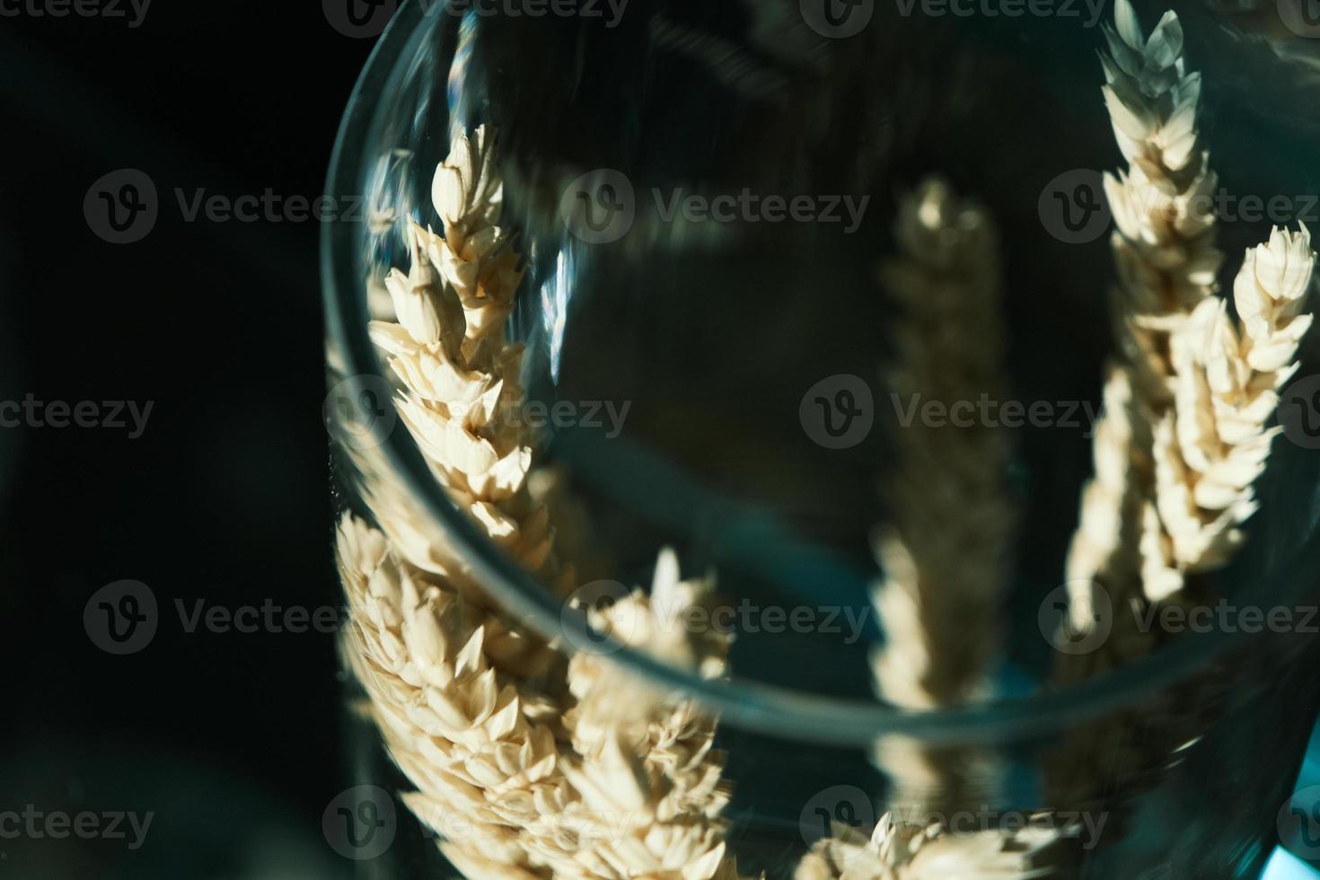 Close-up of brown and golden dry ears of wheat photo