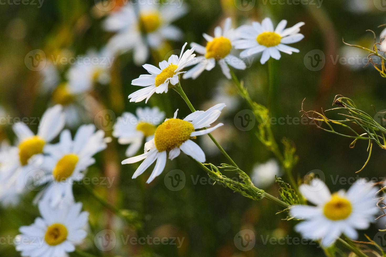 Blooming yellow camomile flowers with white petals in a field photo