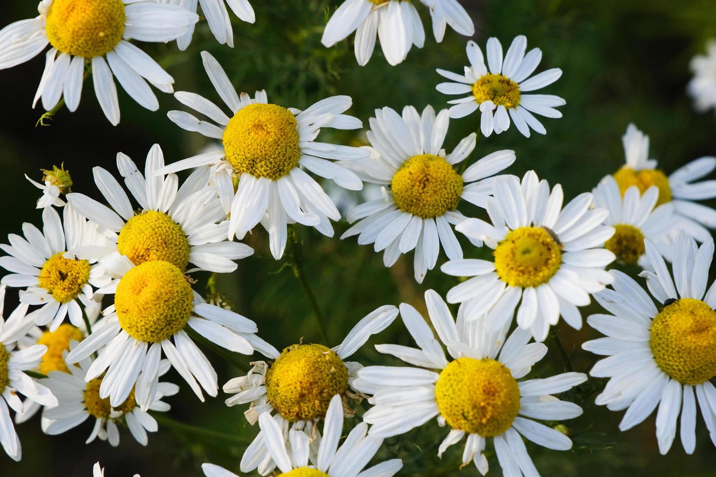 Blooming yellow camomile flowers with white petals in a field photo