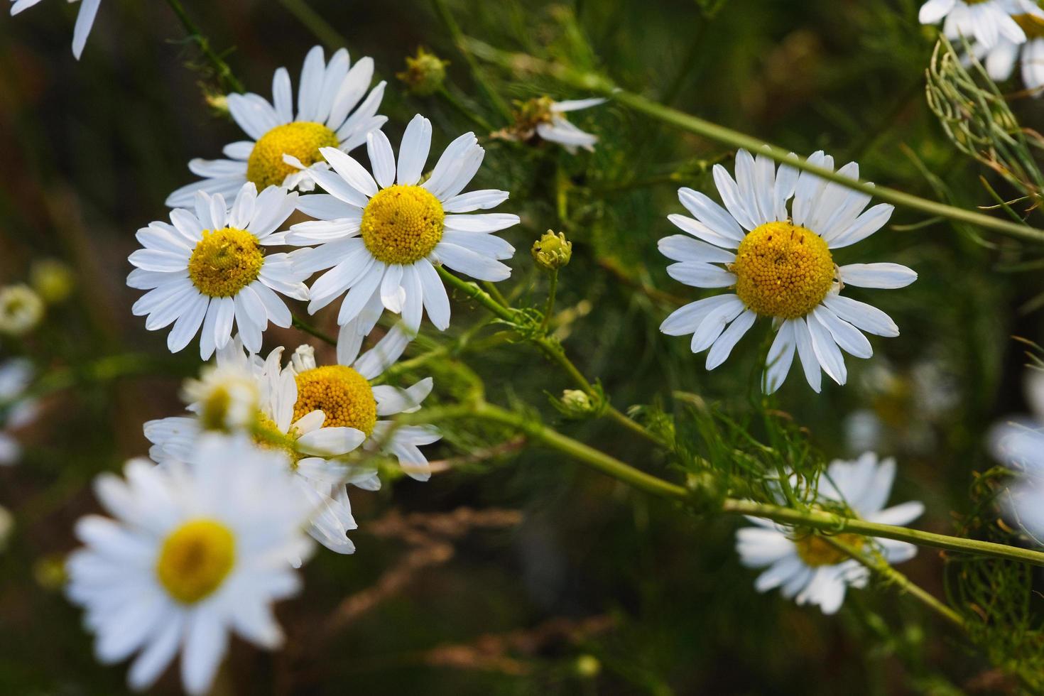 Blooming yellow camomile flowers with white petals in a field photo