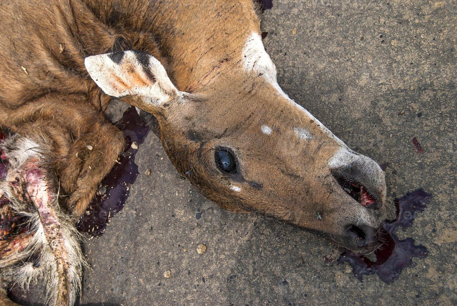 Dead animal on the road hit by a vehicle, drive carefully, accident photo