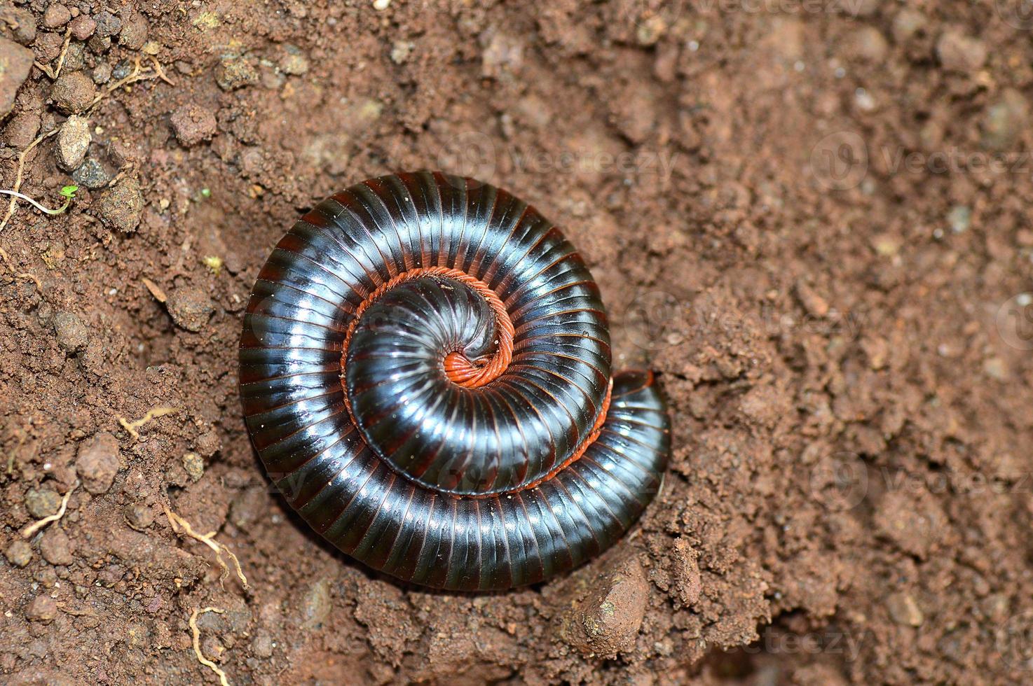 Millipede curl up in rainy day photo