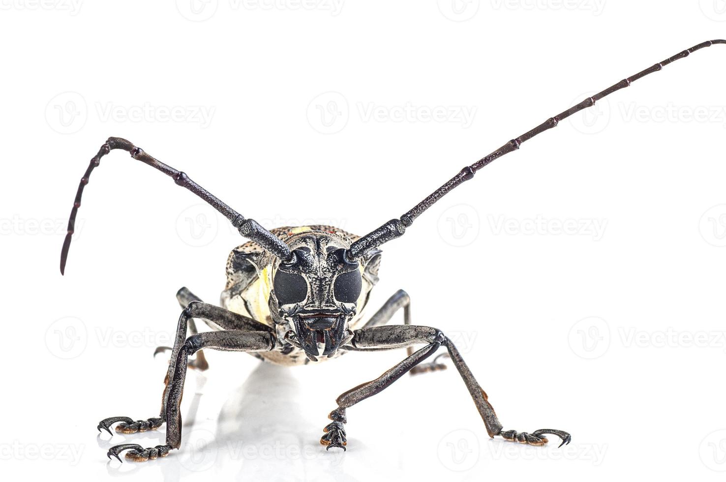 El barrenador de árboles, Batocera rufomaculata aislado en un fondo blanco. foto