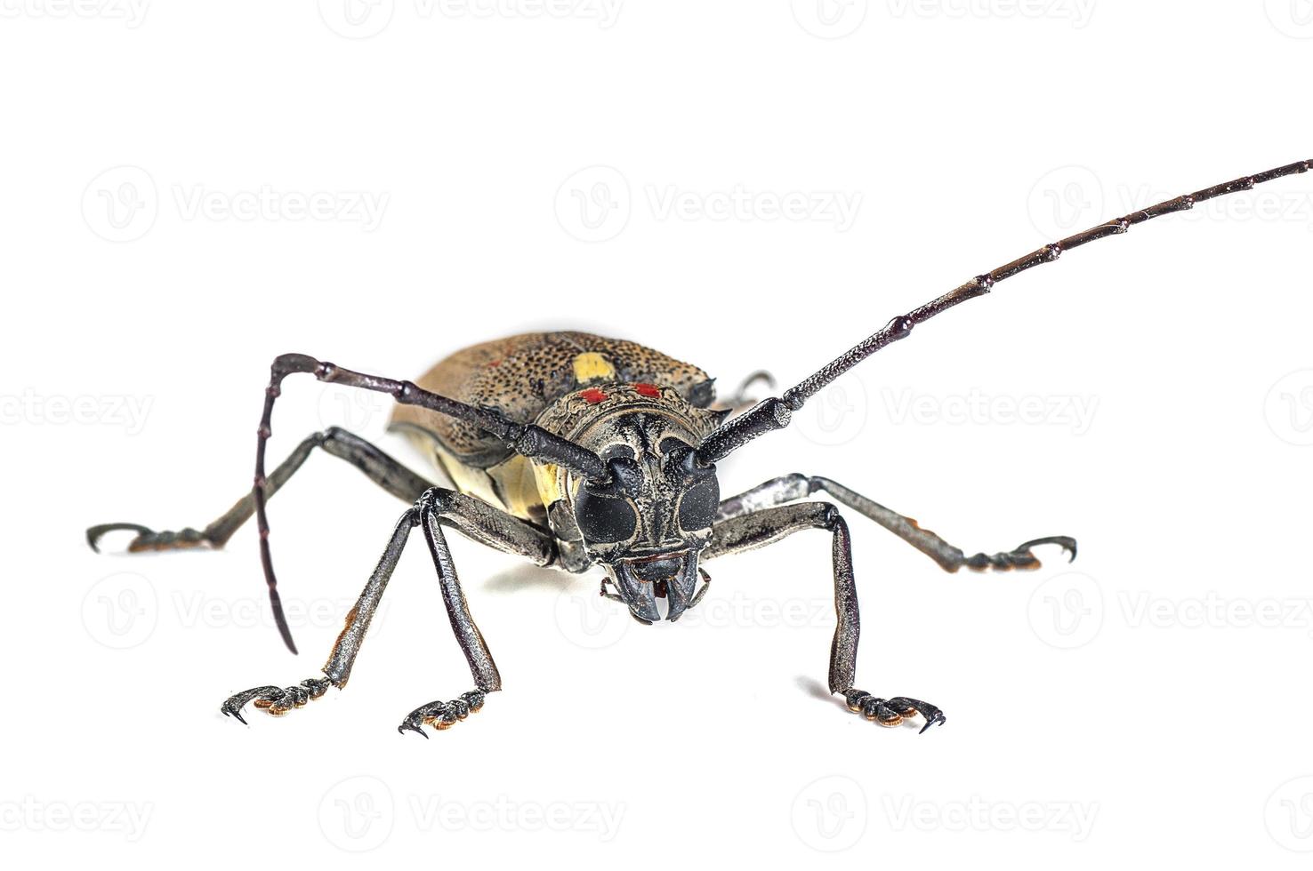 Tree borer, Batocera rufomaculata isolated on a white background photo