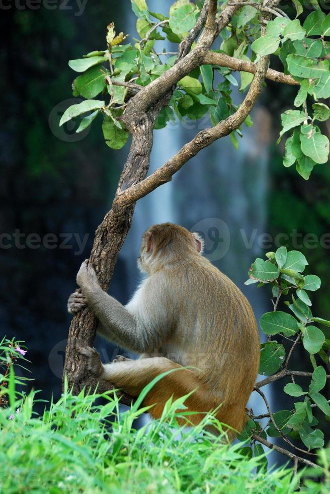 Macaco rhesus, macaca mulatta o mono sentado en un árbol frente a la cascada foto