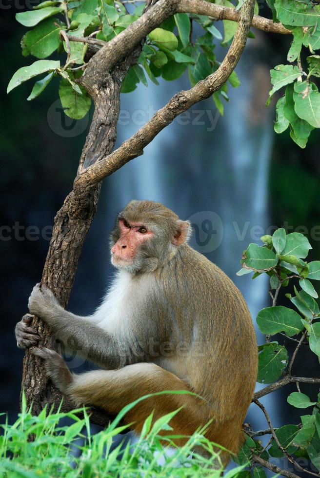 Macaco rhesus, macaca mulatta o mono sentado en un árbol frente a la cascada foto